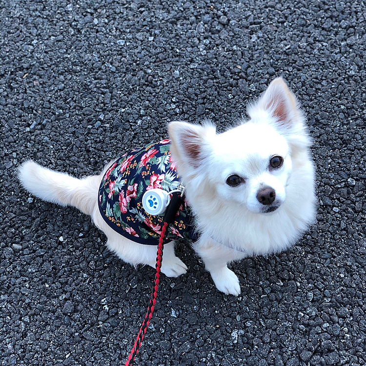 小雪は今朝も元気いっぱいお散歩してきました🎵🐶