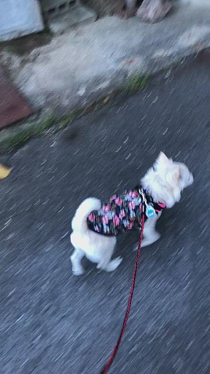 涼しくて歩きやすかったね🐾👣
小雪は軽快な足取りでご機嫌さんでした🐶😊