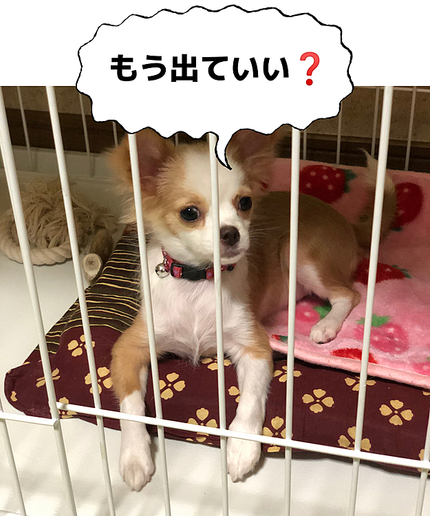 小春はケージを出たり入ったり🐶
ボール遊びしたり、イタズラしたり🎵
小雪に絡んだり🤣