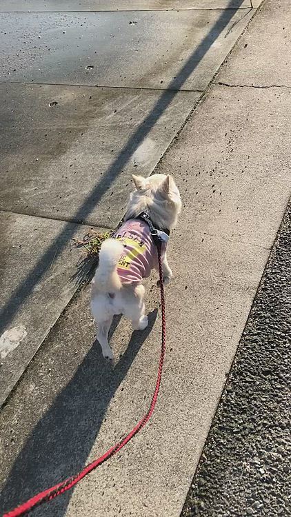 日差しがキツくても、フンフン🎵スンスン🎵匂いを嗅いでお散歩を満喫してました🐶
時間を気にせずゆっくり歩けたね👍
暑かったけど🤣