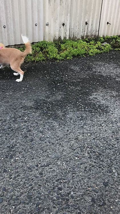 なんでカニ歩きやね〜ん🤣

この後、小春と病院へノミダニ＆フィラリア薬💊をもらいに行きました🚗
体重は2.4kgになりました✨
いい感じに肉ついてきたって褒めてもらえたね💕
6ヶ月で避妊手術を考えてるんですが…
乳歯がぜんぜん抜けてなく、永久歯がぜんぜん生えてない💦
先生は、手術の時期は歯の生え替わり具合を見つつ相談しましょうって😄
