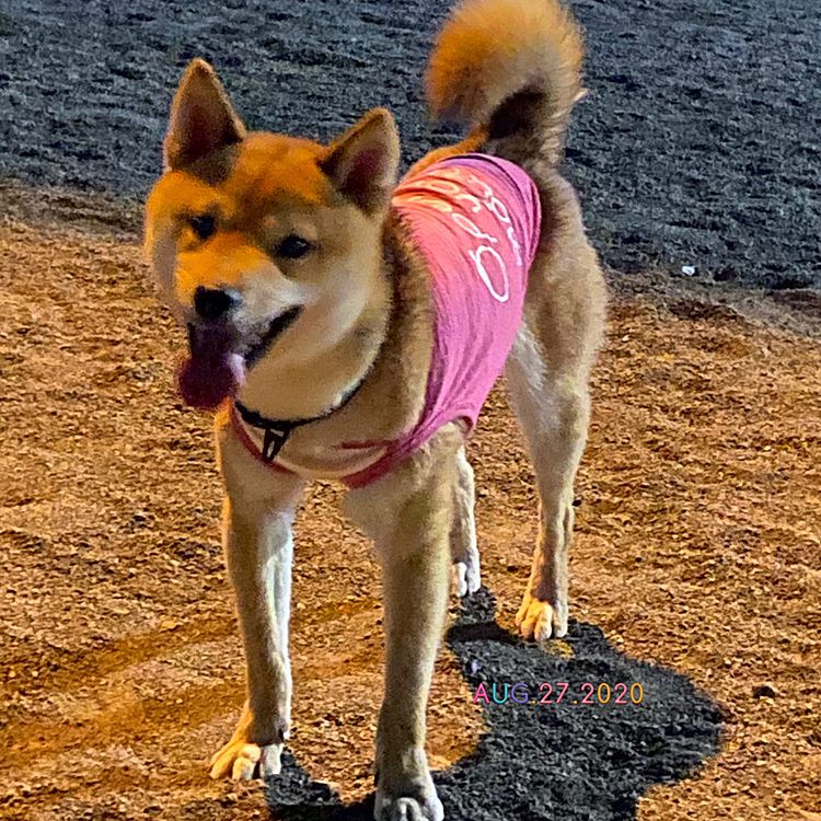 木曜と金曜は、夕方からドッグランに行って走りました💨💨