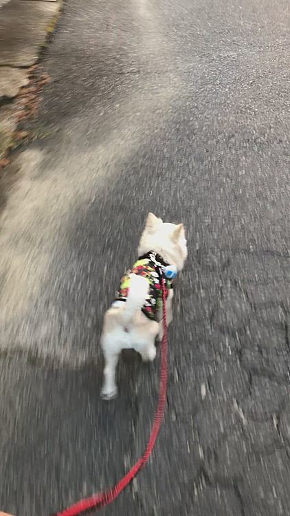 日差しがキツくなる前やったから
小雪も軽快に歩けてよかったね〜🐾👣