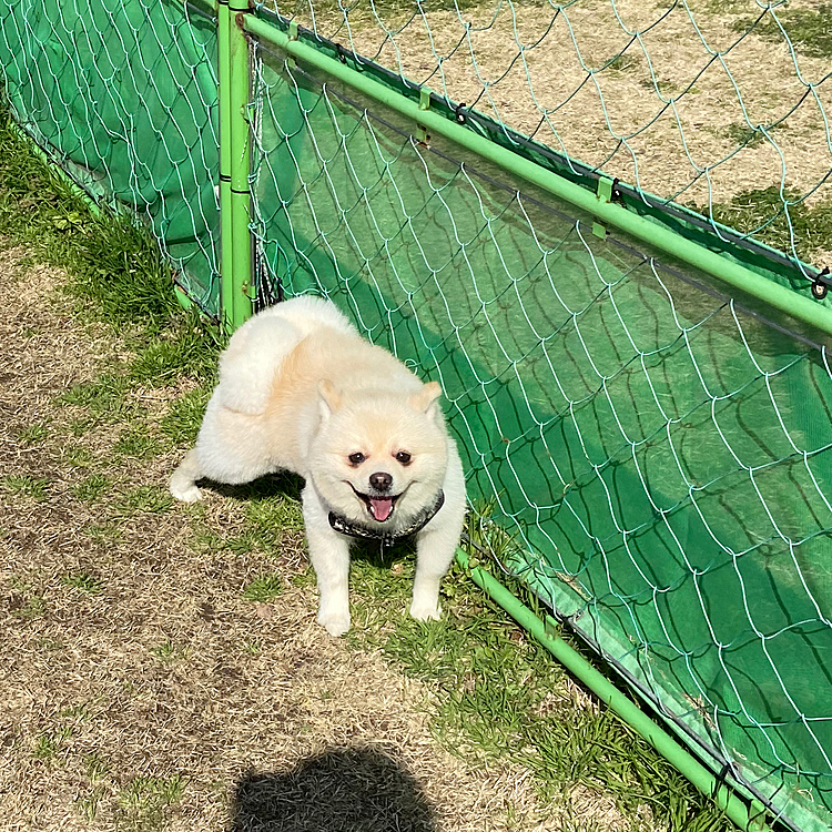 ドックランで我が道を往くスタイルのれもんさんです❣️
他のワンチャンと追いかけっこして遊んでくれないかなぁー😅💦