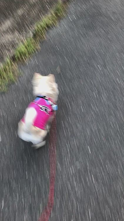 小雪は小走りルンルン🎵
めちゃ軽快な足どりでしたよ〜🐾
日中は暑くなるので、自宅🏠警備しててね😊