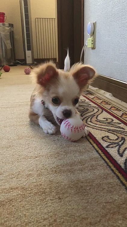 小春怪獣は今朝もボール・オモチャ遊びに励みました🎵🐶
アゴ外れそうなくらい口開けてます🤣
気つけて遊んでやぁ😂