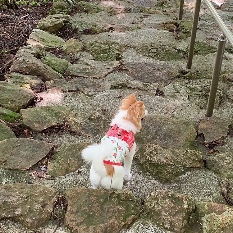 久しぶりに菩提寺に散歩に行ってきました。
下界より少しだけ涼しい気がしました。