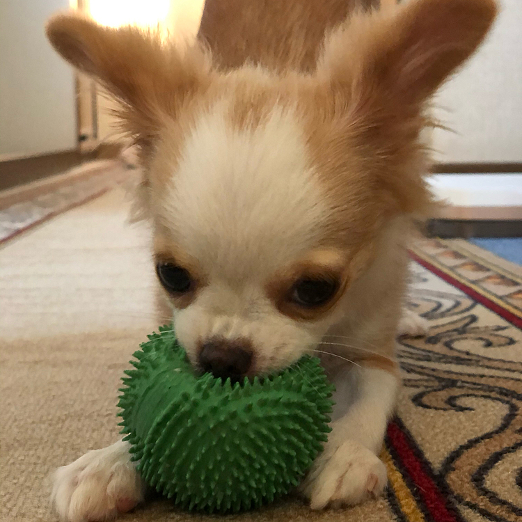 小春、食らいついたら離しません🐶
緑色ボールがお気に入り💕