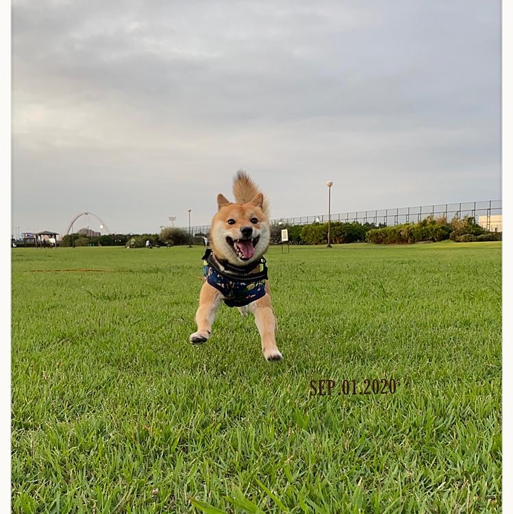 今日は少し涼しく、いつもの夕散歩より早く出ました😊
大好きな公園でジャーンプ✨