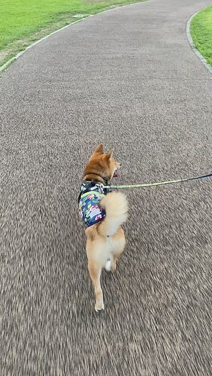 公園の周りを少し歩いてから帰ろうとしたら、
あっちにいるわんこさん🐶のところに行きたかったみたいです😆
この後も『帰りたくないよ〜』と何度も止まってました😅