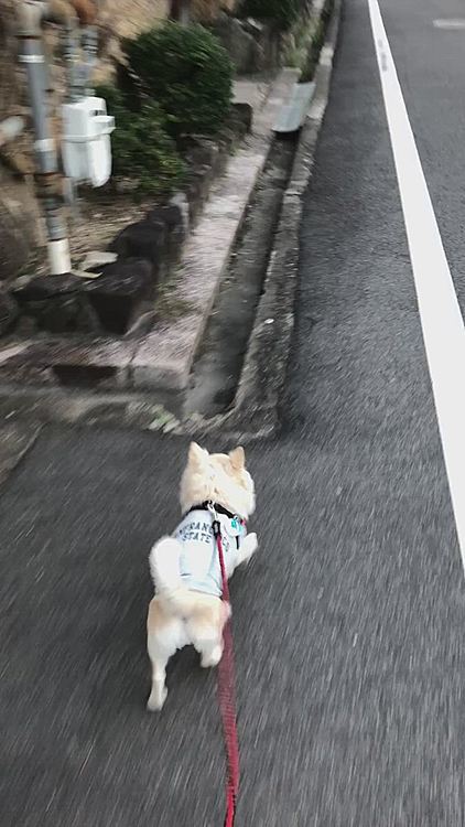 小雪は小走りルンルン🎵
珍しくあまり通らない道をズンズン歩いたね🐾🐶😊