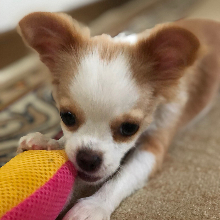 小春はオモチャとボールで遊んで、走っていい運動やね🎵🐶