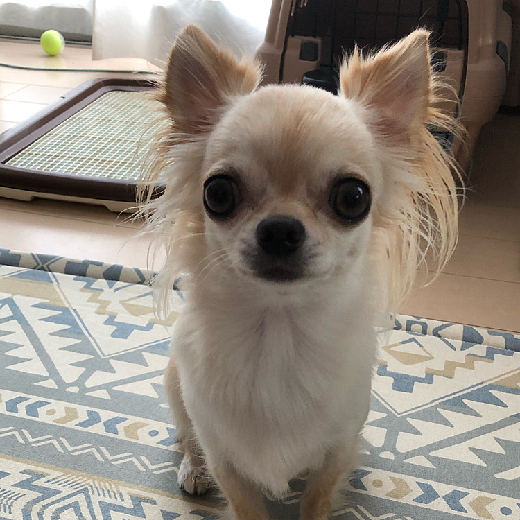 こんにちは😃
今日は雨が降ったりやんだりしてます☔️😢
お散歩も雨の合間に行ってきました😊
帰ってきて何か期待してる顔です😊