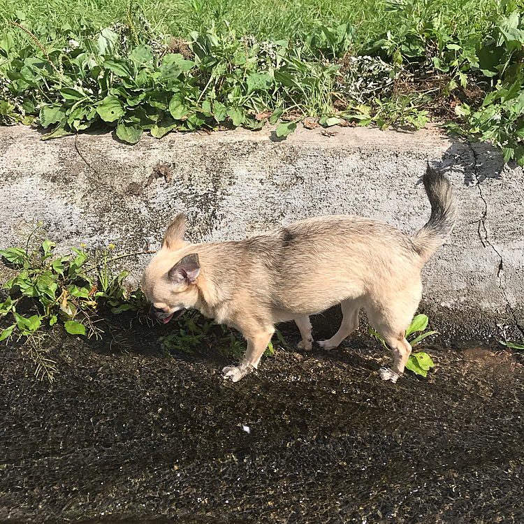 日曜日にドッグランへ行って浅いプール？小川で水遊びしましたよ😃ひんやりして気持ち良さそうでした👍　お友達と楽しく遊んだけどお写真撮るの忘れてました💦皆さんに仲良くしてもらって嬉しそうだったね😊