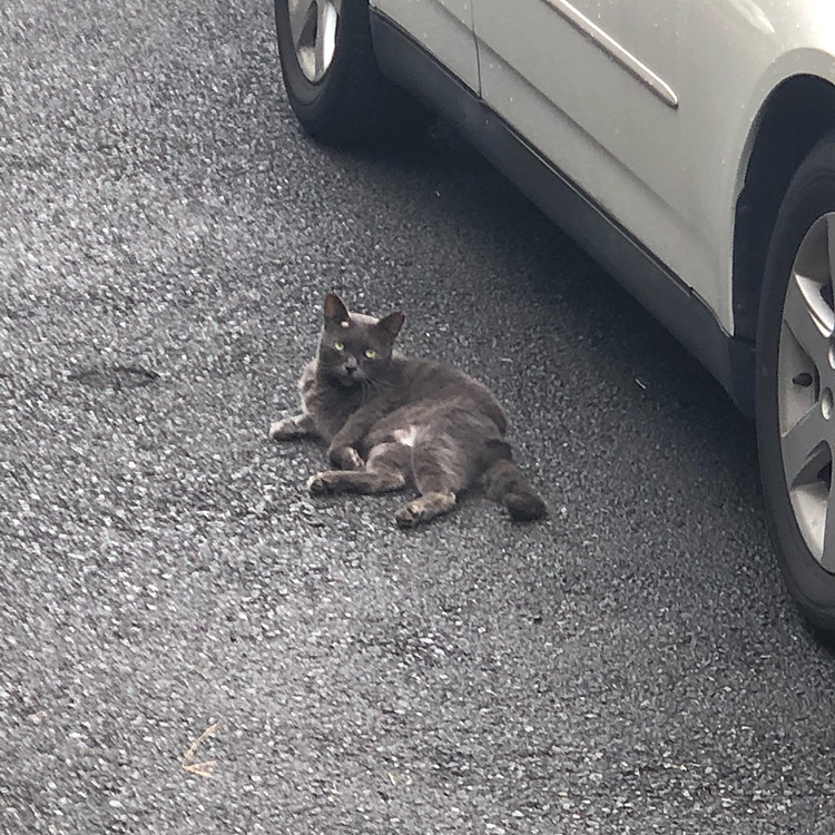 途中まで次男と一緒で別れてニャンコ街に行くと油断しきってる🐱がいました😅