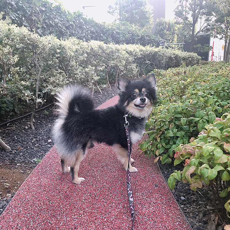 ミニ森林🌳✨

とらくんのためだけにあるんじゃないかってくらい
横幅ピッタリの赤くて狭い道がありました🐯🐾

せまい、せますぎる笑

大人一人しか歩けないくらいの幅🤣

よくみつけたね、とらくん🐯💡


