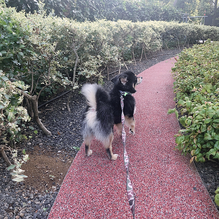 
風を感じていました🍃笑

帰ってからサマーワンコ宝くじ🐾の当選を見てみましたが
全部外れてた💦

残念、、😵💦

