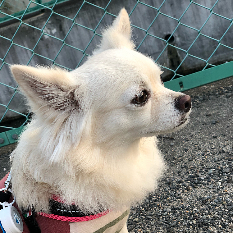 踏切カンカン鳴ったから、オスワリしてちゃんと待てたね✨
お利口さんでした💕☺️