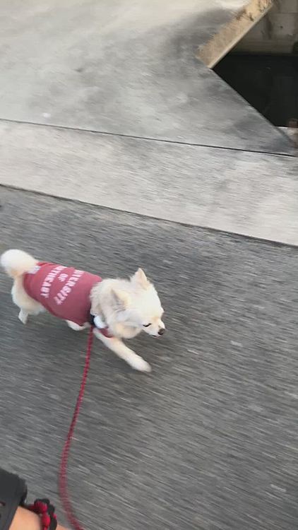 朝のお散歩は少し涼しいからいいね👍
今朝も小雪は元気いっぱいです🐶🎵