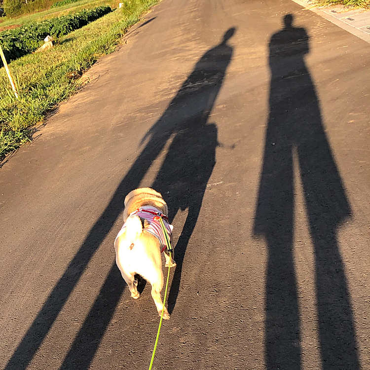 良い天気☀️ししまる一家でお散歩です😊