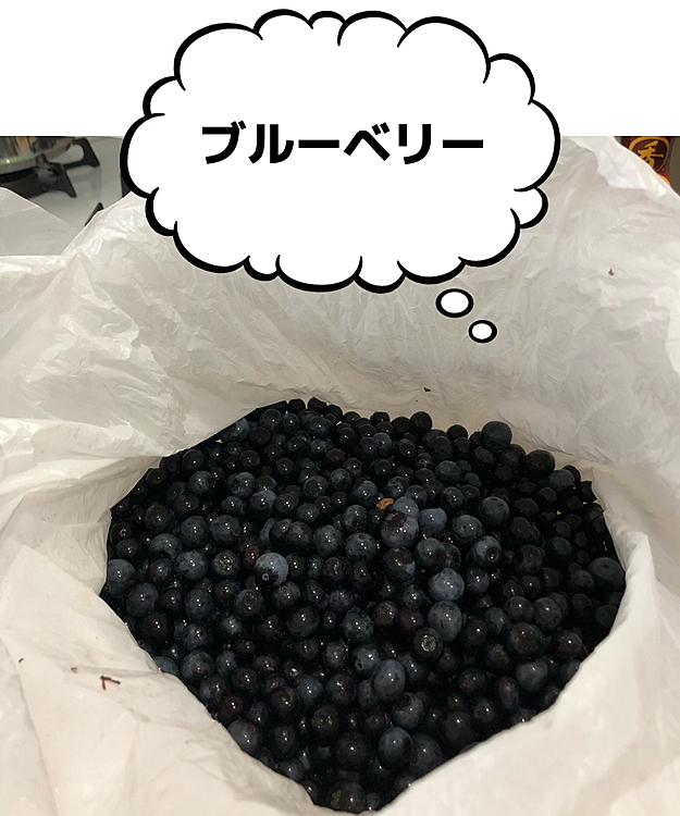 お散歩途中にししまるが🐶大好きな近所のおばぁちゃんからブルーベリーもらっちゃいました😊