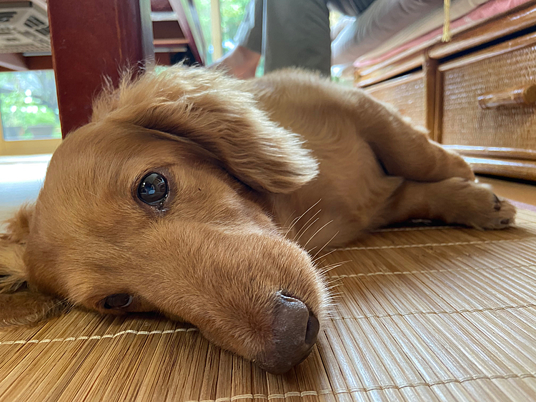 リキです。
この暑さで人も犬もぐったりですね…

夏は涼しい場所を求めて転々と横になってます🐶
可愛い〜