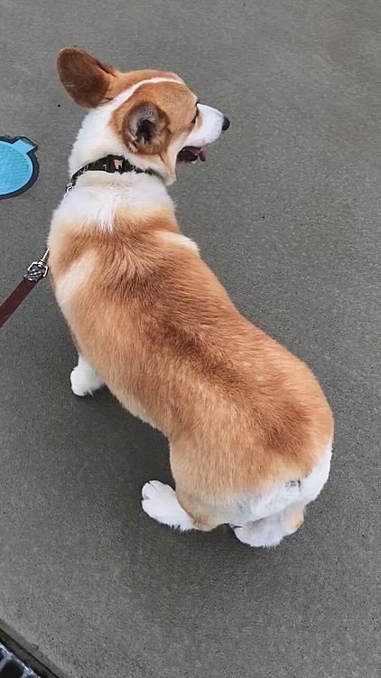 雨の晴れ間見て散歩行けたよ💦
近所のお家のブランコ可愛いよね❤️
さっきは怖かったよぉ💦と、近所のおばさんに訴えてました🤣笑笑
昨日は36度の猛暑日💦県内では38度まで上がってた所もあり。。まだまだ夏ですね💦
今日も雨なのに30度越え🌀
あち〜💦停電なりませんように🌀
今日はおかーさんが付いててあげるよ😃まある😃