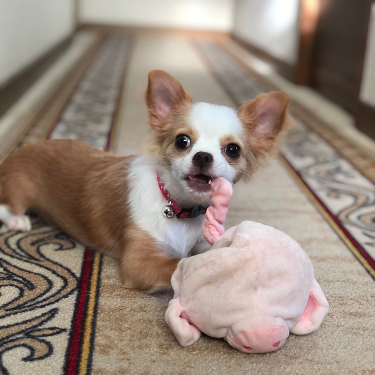 小春、昨夜ついにヒツジさんにトドメ刺しました🐶😂
ヒツジさん亡き今、ブタさんに襲いかかってます🤣