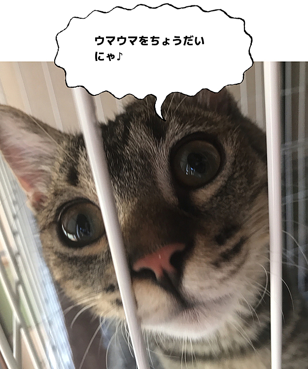 今年の5月から一緒に暮らしている子だよ🐈