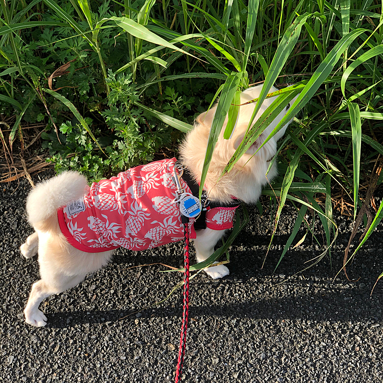 小雪がいつも頭から臭くなる理由☝️
切り込み隊長やからなぁ🤣