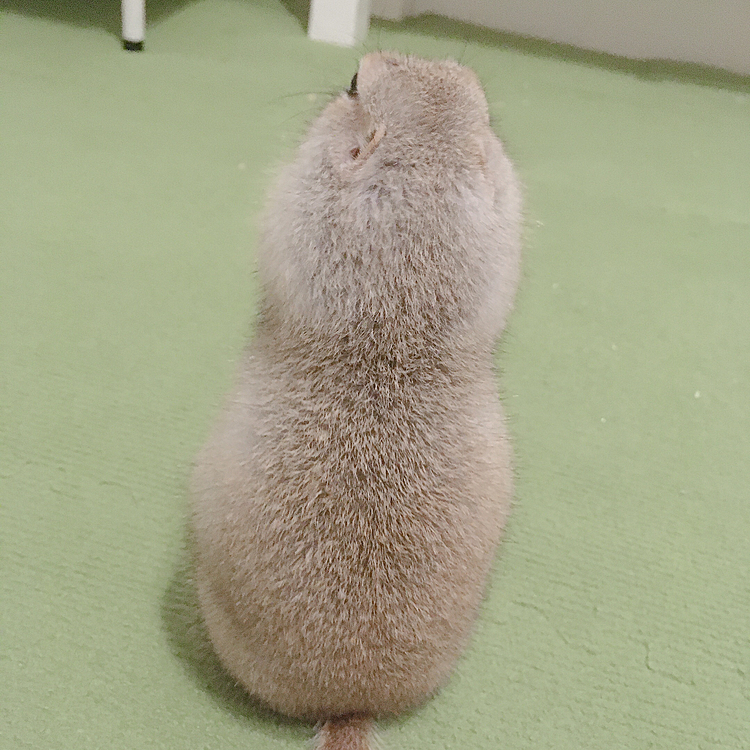 ご飯中の背中♡