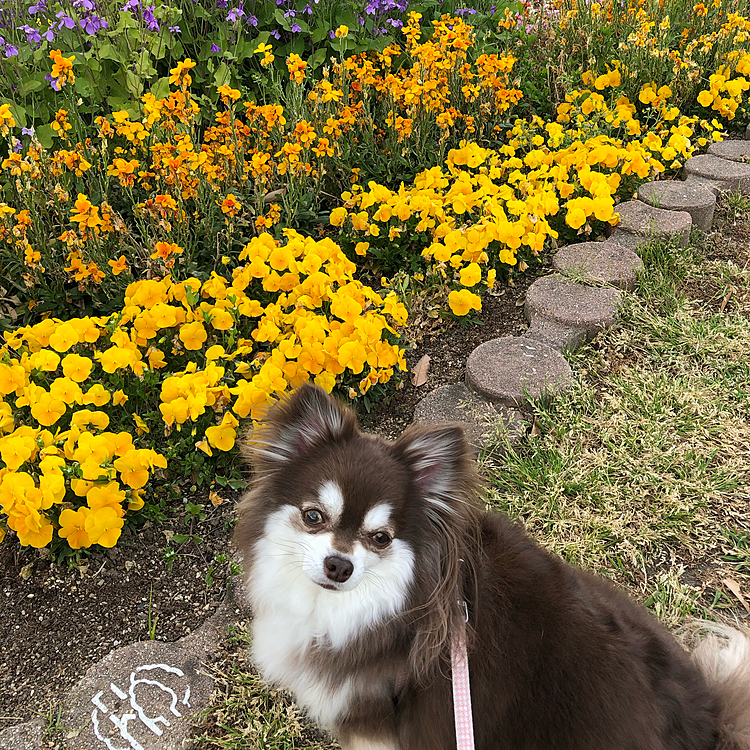 スゥちゃんとお花🌼シリーズ^ - ^

以前、撮ったものです^ - ^

朝から暑かったのと、体調不良でお散歩お休みしてました🙇‍♂️

約1ヶ月ぶりにお散歩行こうと玄関開けたら、雨☔️と虹🌈が。

雨雲レーダー見たら、微妙に雨雲がかかってたので、断念、残念💦

でも、虹🌈、久しぶり見ました^ - ^
しかも、二重^ - ^