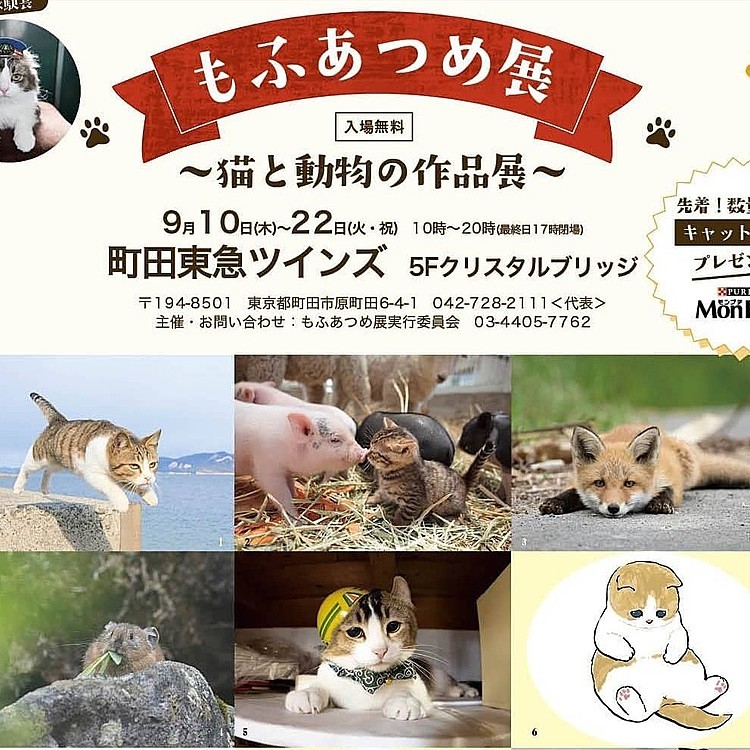 嬉しいお知らせが来たにゃん🎶
9月10日から東急ツインズ町田で開催される もふあつめ展で キヨシ☆の写真を展示して頂ける事になりました🙌🏻💕