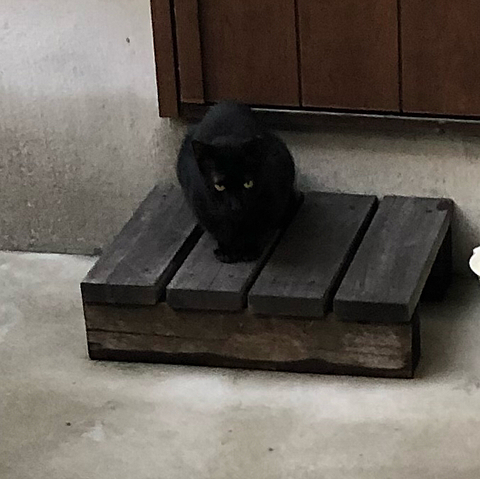 
ジッと見つめる黒猫ちゃん🤣💦

ごめんごめん、ここはきみのテリトリーなのね💦

とらくんのチッチを見られちゃいました🤣💦

