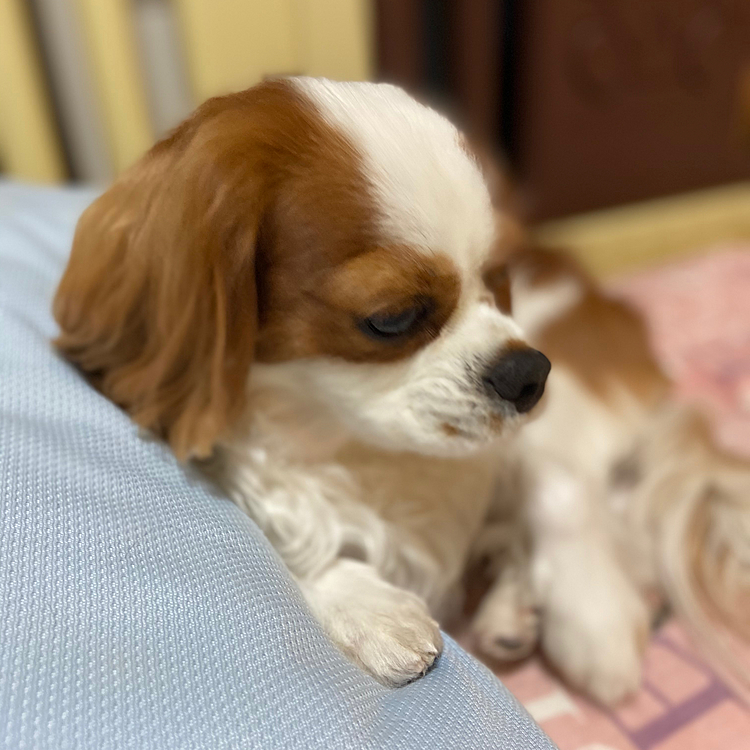 今日はシャンプーに連れて行かれて
お耳の毛をカットされたのですよ😓
もう苦手なスヌード着けなくてもいいかな？