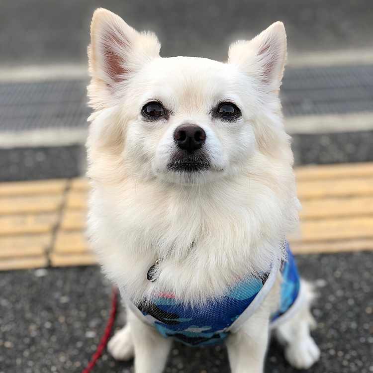 おはようございます☀
今朝は涼しくてお散歩しやすい〜👍
お友達のショコラちゃんに会えたよ💕