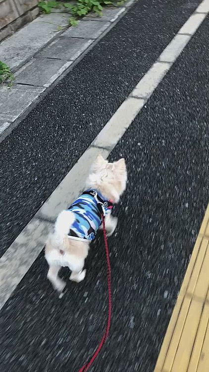 小雪も暑くないから歩きやすそう🎵🐶
スタスタご機嫌さん💕