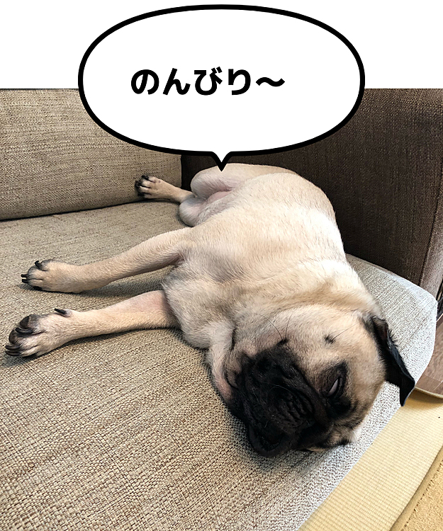 暑い日中はお家の中で
白目で寝てます😴