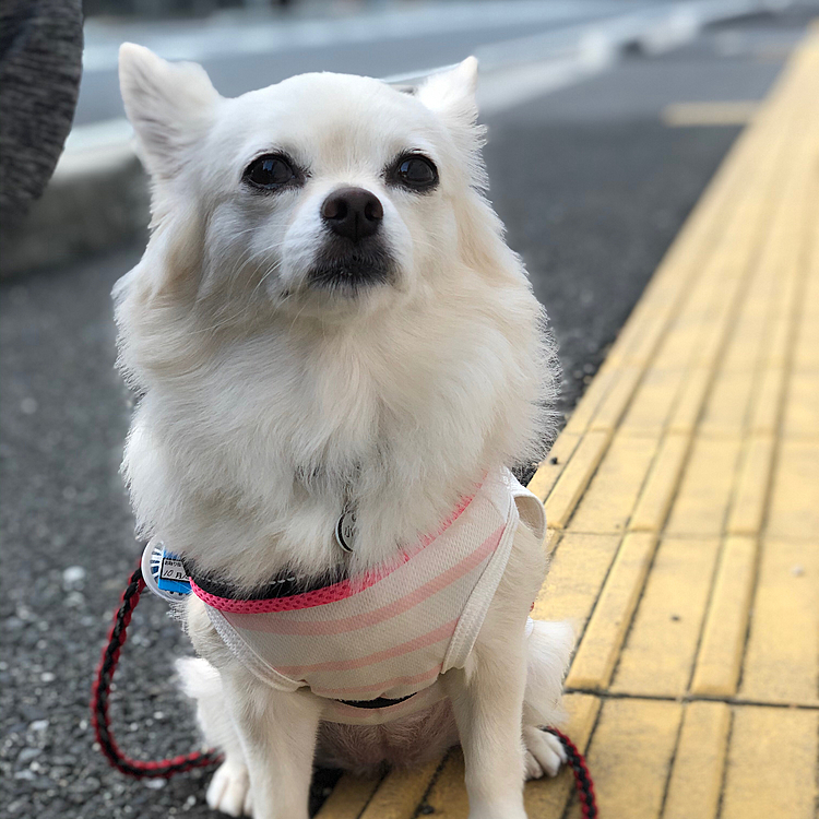 おはようございます🌥
今朝もまた涼しいですね👍
小雪は元気いっぱいお散歩してきました🎵🐶