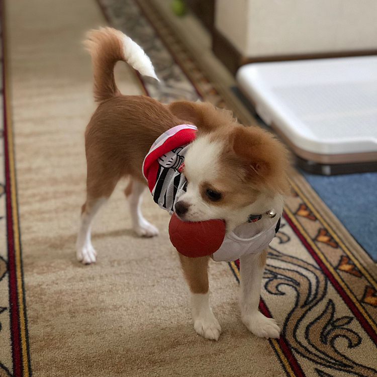 小春怪獣は今朝もお家で走りまくり🎵🐶
シャツ着てみたけど…胴長やから❓
オチリ丸出しや〜ん🤣