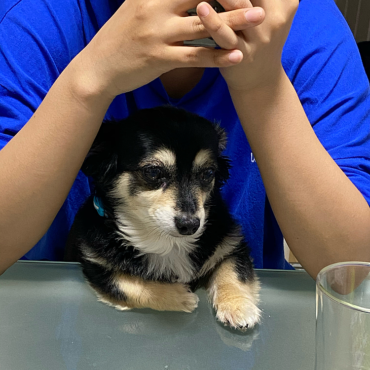 お姉ちゃんのお膝の上でまったり…
ではなく目線の先の食べ物ガン見中😅