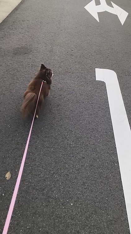 帰りは自由にランラン❣️
ひな、「付き合ってあげてるのに1人で行っちゃう💦」って言ってたかも😂
