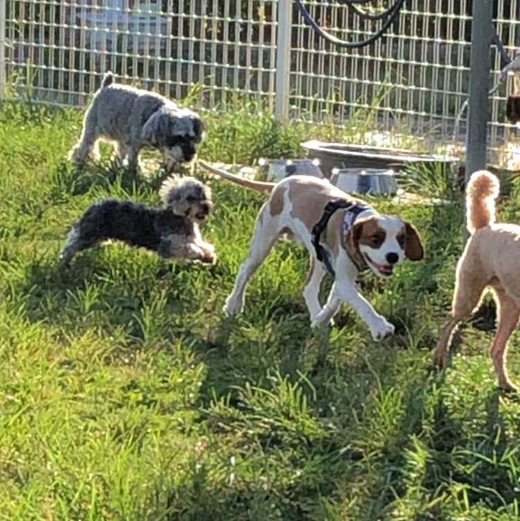 久しぶりにドックランへ！！
やっぱり人も犬も大好き🥰🐶
サニーだけを家で見てるとかなり大きくなったつもりだったけど、他の子のパパさんママさんには【おちびさん】の愛称で呼ばれてた😂

お兄さんお姉さんに必死について行き、秒でお尻差し出す安定のサニーくん(笑)

真似っ子で片足上げオシッコもやってた！！
家の中ではさせないように気をつけなきゃ😑
