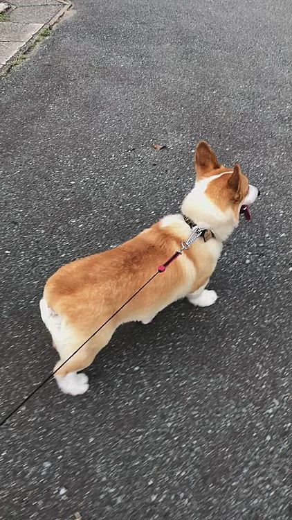 前方から秋田犬を連れたおばあさんが🌀
まある、気になって仕方ない様子！
挨拶だけしたよ😃
今日も元気に歩いてきたまあるでした❤️