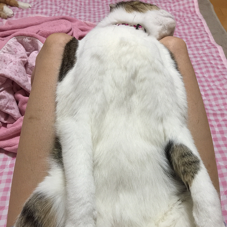 太ももの上で寝落ち💤
重い😓