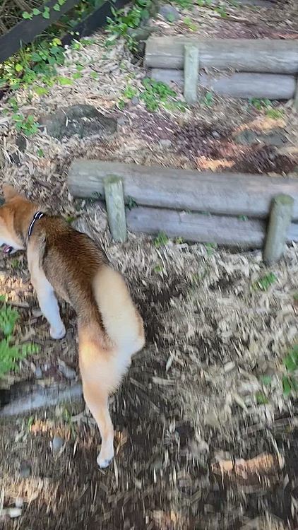 愛犬の駅のドッグランで走ったり、散歩したり😊
後ろにいる私を気にしてくれてるのか、何度か振り向く姿がかわいかった💕
結局先にどんどん行っちゃったけど😆
