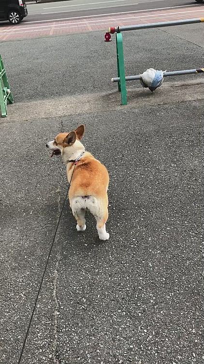 救急車が来て、道路の車が停まったら🤣
まあるまで止まりました🤣🤣🤣
まあるはいーのよ🤣🤣🤣笑笑
お座りしてお見送りしました💦
律儀ですよ🤣