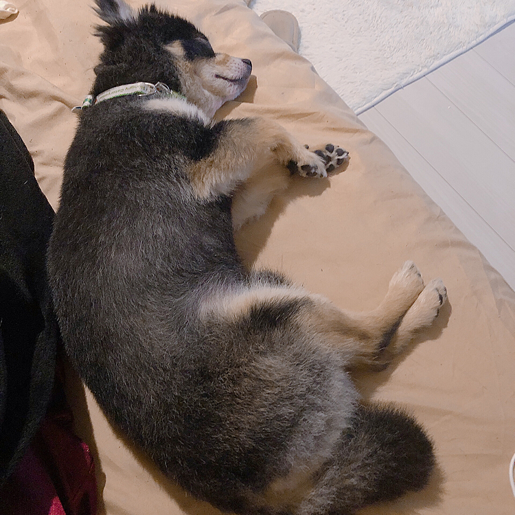 またまたミジンコ寝してる犬を発見💡

とらくん大きすぎて画面に収まらなかった笑

