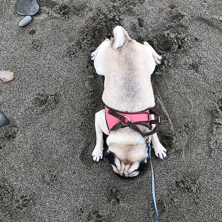 砂浜でクールダウンです🏖