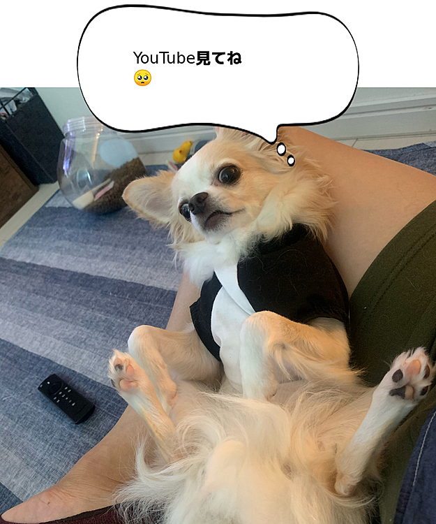 【YouTube】を始めた、ちわわとおじさんの日常🧔
🐕犬種:チワワ（ロングコート、クリーム）
名前:こまる（ひらがな）生年月日:2019年1月29日　性別:♂
【YouTube】
https://www.youtube.com/channel/UCW_6CZU2_TBAMwzPaCOWjaA
【Twitter】
@komaru_iiniku
【Instagram】
komacho29
